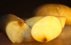 rotten potatotes
